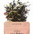 Happy F*ckin' Birthday Loose Leaf Tea Pouch  | Improper Tea | boogie + birdie 