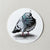 Pigeon Sticker | Kelly Dixon Art | boogie + birdie