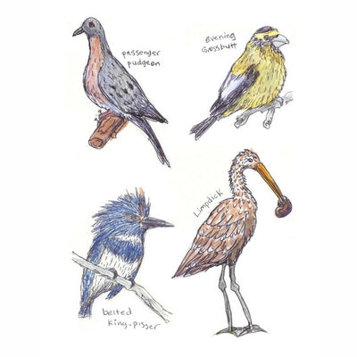Field Guide to Dumb Birds Sticker Book | Raincoast | boogie + birdie
