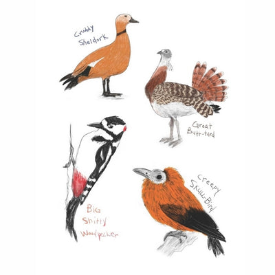 Field Guide to Dumb Birds Sticker Book | Raincoast | boogie + birdie