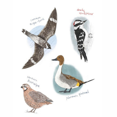Field Guide to Dumb Birds Sticker Book | Raincoast | boogie + birdie
