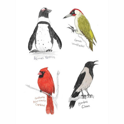 Field Guide to Dumb Birds Sticker Book | Raincoast | boogie + birdie