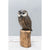 Saw Whet Owl Hand Carved Statue | boogie + birdie