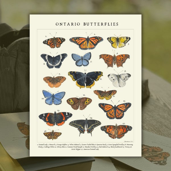 Butterflies Print 11x14 | Heirloom Island | boogie + birdie