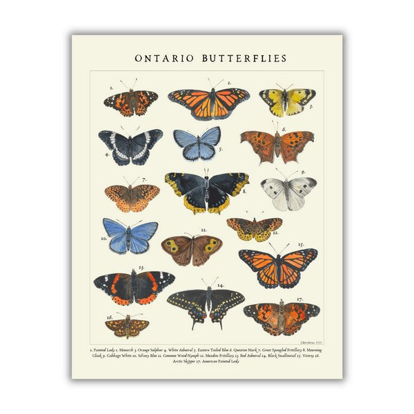 Butterflies Print 11x14 | Heirloom Island | boogie + birdie