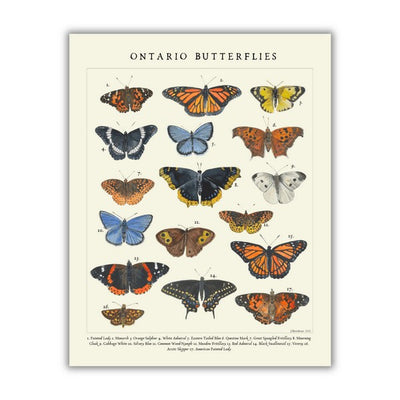 Butterflies Print 11x14 | Heirloom Island | boogie + birdie