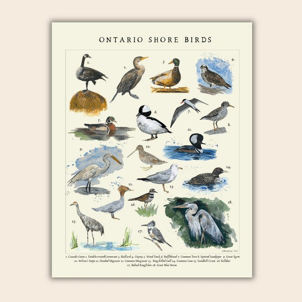 Shore Birds Print 11x14 | Heirloom Island | boogie + birdie