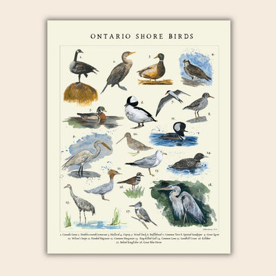 Shore Birds Print 11x14 | Heirloom Island | boogie + birdie