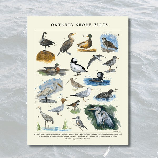 Shore Birds Print 11x14 | Heirloom Island | boogie + birdie