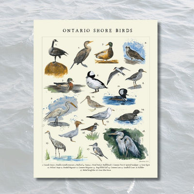 Shore Birds Print 11x14 | Heirloom Island | boogie + birdie