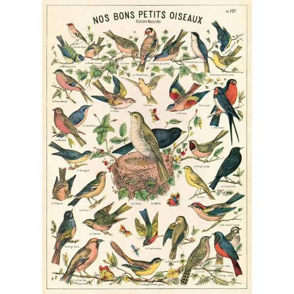 Bird Chart Vintage Wrap Sheet / Poster | Cavallini Paper & Co. | Shop vintage styles and prints at boogie + birdie