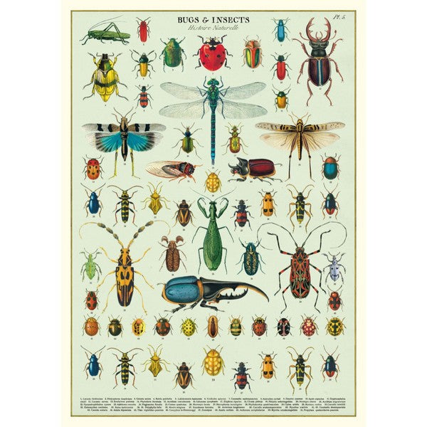 Bug Vintage Wrap Sheet / Poster | Cavallini Paper & Co. | Shop vintage styles and prints at boogie + birdie
