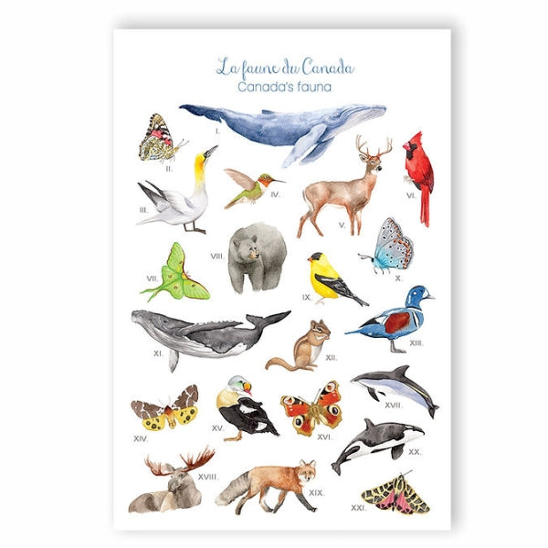 Canada's Fauna Postcard | Hobeika Art | boogie + birdie