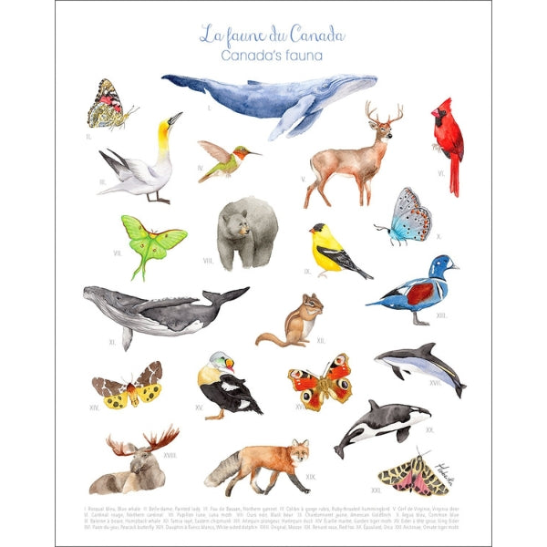 Canadian Fauna Print | Hobeika Art | boogie + birdie