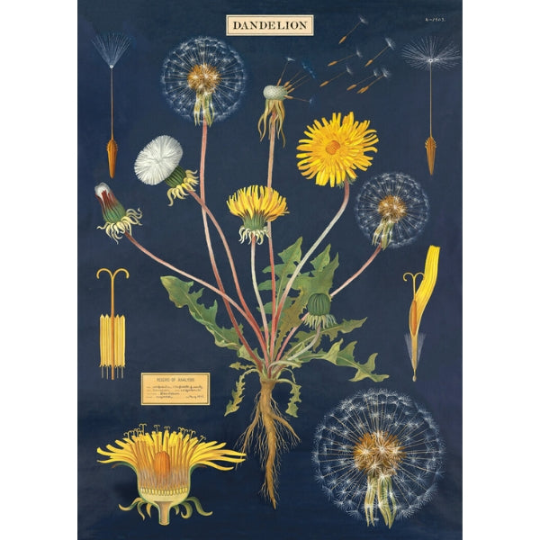 Dandelion Vintage Wrap Sheet / Poster | Cavallini | boogie + birdie