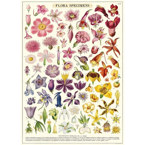 Floral Specimens Vintage Wrap Sheet / Poster | Cavallini | boogie + birdie