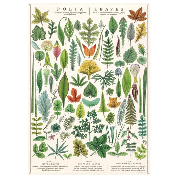 Folia Leaves Vintage Wrap Sheet / Poster | Cavallini | boogie + birdie