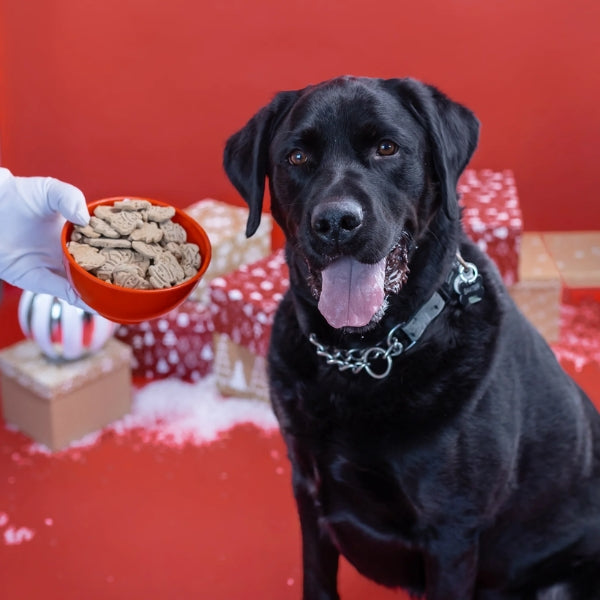 Frost Bites Dog Treats | Pets | boogie + birdie