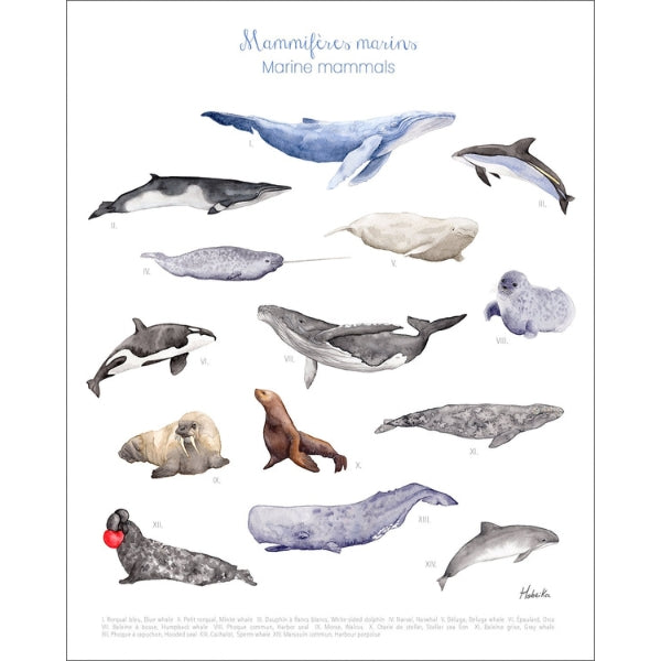 Marine Mammals Print | Hobeika Art | boogie + birdie