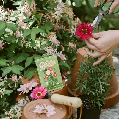 Painted Daisies Seed Packet | To & Fro Gifts | boogie + birdie