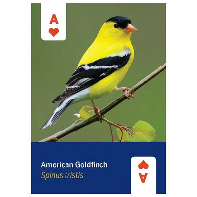 Birds of North America Playing Cards | Shop card decks at boogie + birdie in Ottawa.