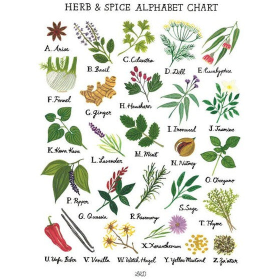 Herb & Spice Alphabet Chart Print | Lily Kao Design | boogie + birdie