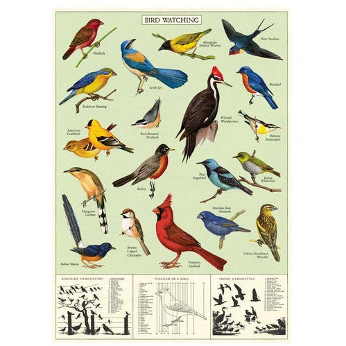 Study of Birds Wrap Sheet / Poster | Shop Cavallini Paper at boogie + birdie in Ottawa.