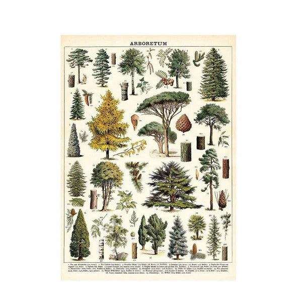Arboretum Wrap Sheet / Poster | Shop Cavallini Paper at boogie + birdie in Ottawa.