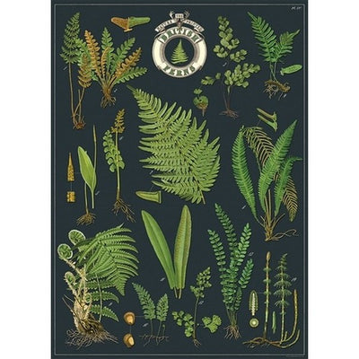 British Ferns Wrap Sheet/ Poster | Cavallini Paper & Co. | Shop vintage styles and prints at boogie + birdie