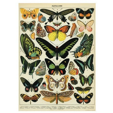 Butterflies Wrap Sheet / Poster | Shop Cavallini Paper at boogie + birdie in Ottawa.