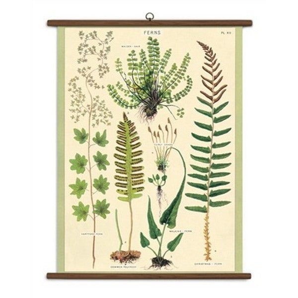 Ferns Vintage Wall Art | Cavallini Paper & Co. | Shop vintage styles and prints at boogie + birdie