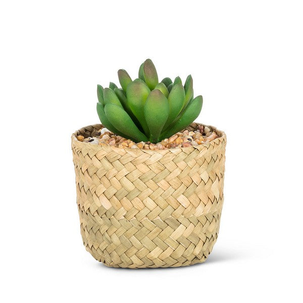 Faux Jade Succulent in Woven Basket | boogie + birdie