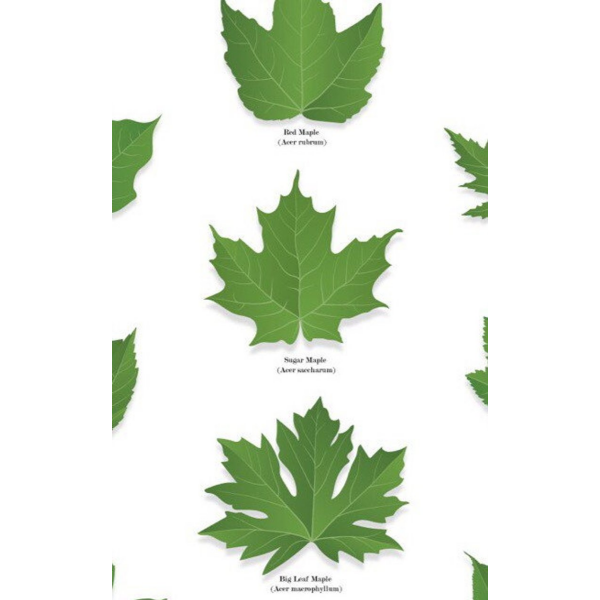 Maples of Canada Prints | Damn Fine | boogie + birdie