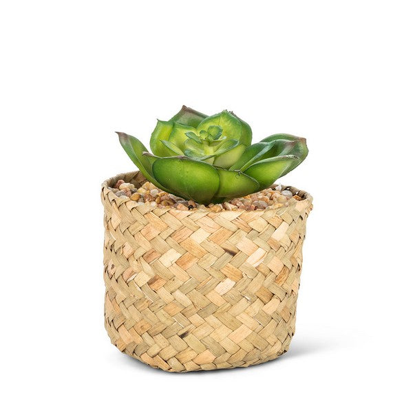 Faux Prince Succulent in Woven Basket | boogie + birdie