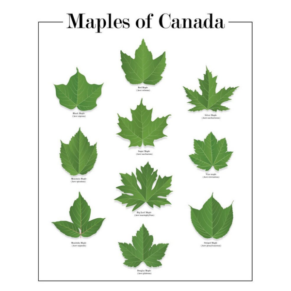 Maples of Canada Prints | Damn Fine | boogie + birdie