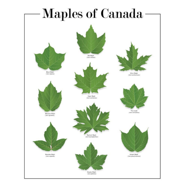 Maples of Canada Prints