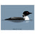 Common Loon Print | Damn Fine | boogie + birdie
