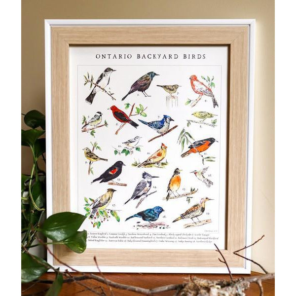 Ontario Backyard Birds Print