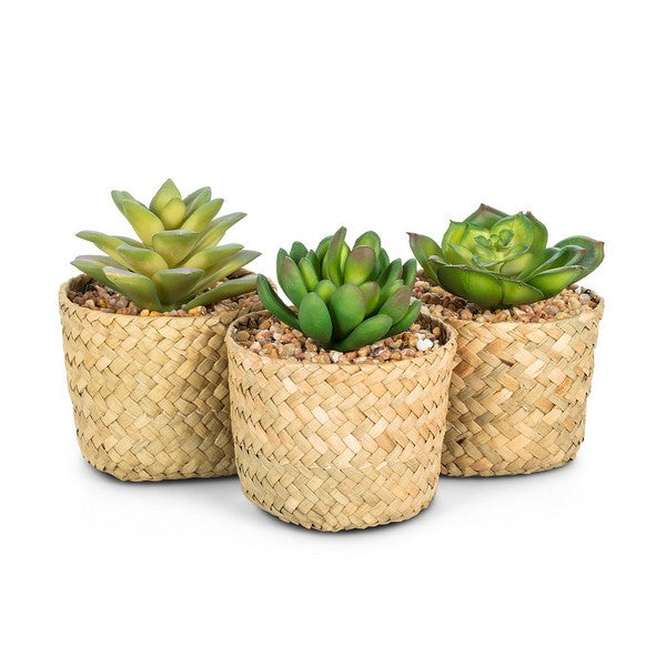 Faux Jade Succulent in Woven Basket | boogie + birdie
