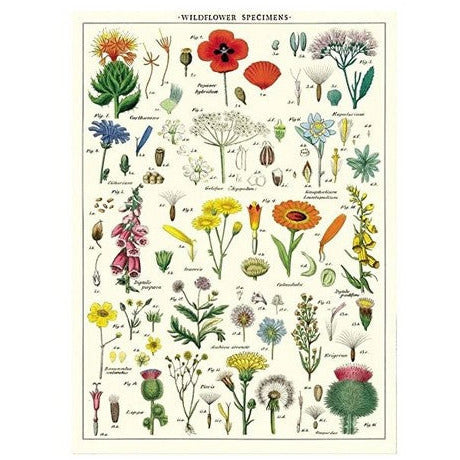 Wildflowers Wrap Sheet / Poster | Shop Cavallini Paper at boogie + birdie in Ottawa.